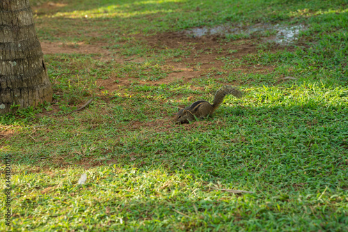 striped palm chipmunk with a long tail