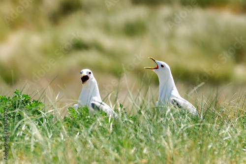 two seagulls on the grass photo