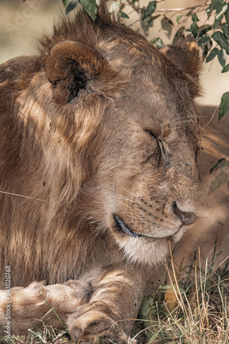 Fototapeta Naklejka Na Ścianę i Meble -  Wildlife photography or images of African Wild Lion from Masai Mara, Kenya. Regular close up intense portrait of African Lion.