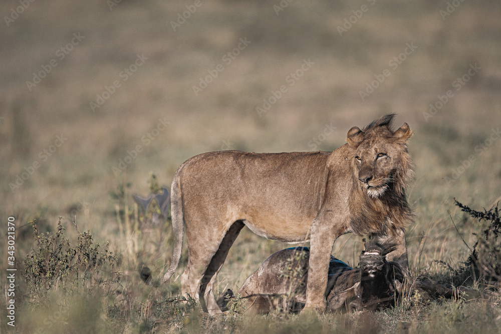 Wildlife photography or images of African Wild Lion from Masai Mara, Kenya. African Lion is killing, dragging and eating wildebeest. Wildlife photography or images of African Wild Lion from Masai Mara, Kenya. African Lion is killing, dragging and eating wildebeest.