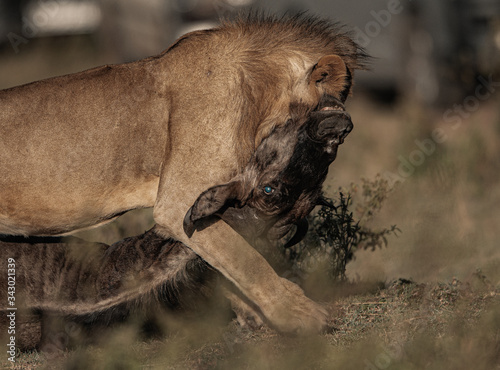 Wildlife photography or images of African Wild Lion from Masai Mara  Kenya. African Lion is killing  dragging and eating wildebeest.
