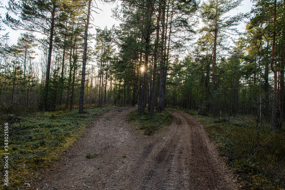 Naklejka premium forest