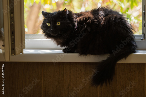 A Beautiful Female Tiffany-Chantilly Cat Sitting at the Window of the Kitchen photo