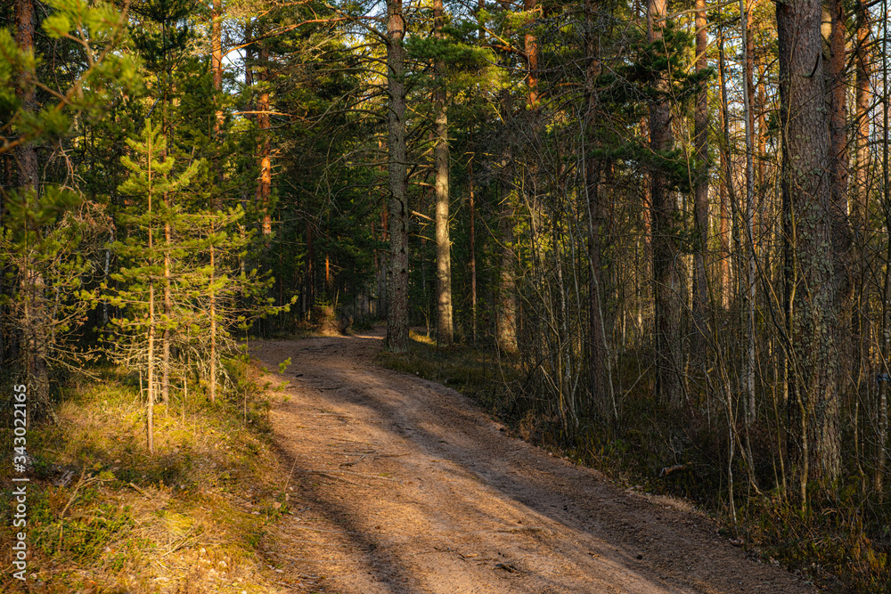 Fototapeta premium forest