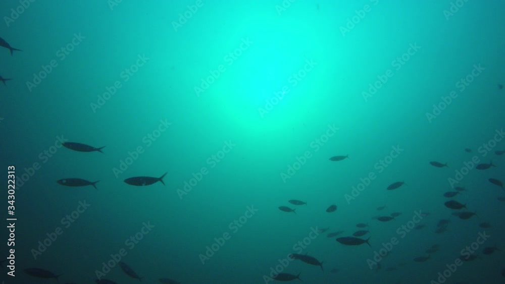 Underwater tuna and sardines fish Underwater tuna and sardines fish
