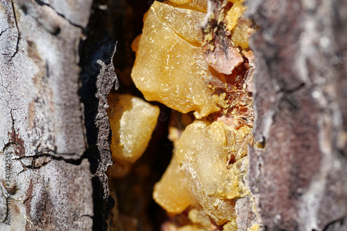 Yellow resin of pine tree photo