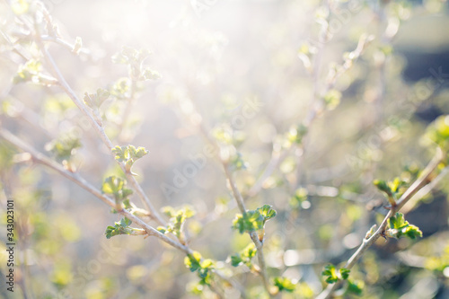  Young gooseberry leaves in the sun macro. Buds on a gooseberry Bush in spring.