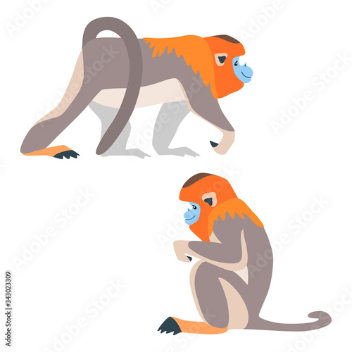 Two golden snubnosed monkeys. Illustration of walking and sitting golden snub nosed monkeys drawn in a flat style. Isolated objects on a white background. Vector 8 EPS.
