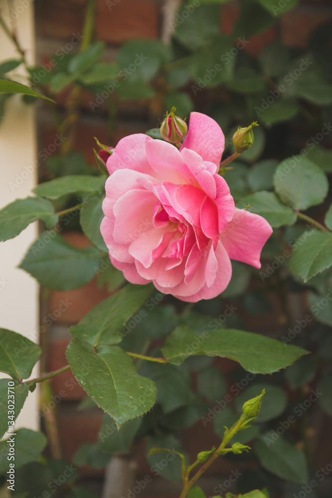 Beautiful Up Close Pink Rose In The Garden In Huis Ten Bosch Theme Park,Sasebo,Kyushu,Japan Beautiful Up Close Pink Rose In The Garden In Huis Ten Bosch Theme Park,Sasebo,Kyushu,Japan