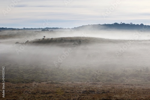 fog on Horton plains National park, Sri Lanka 