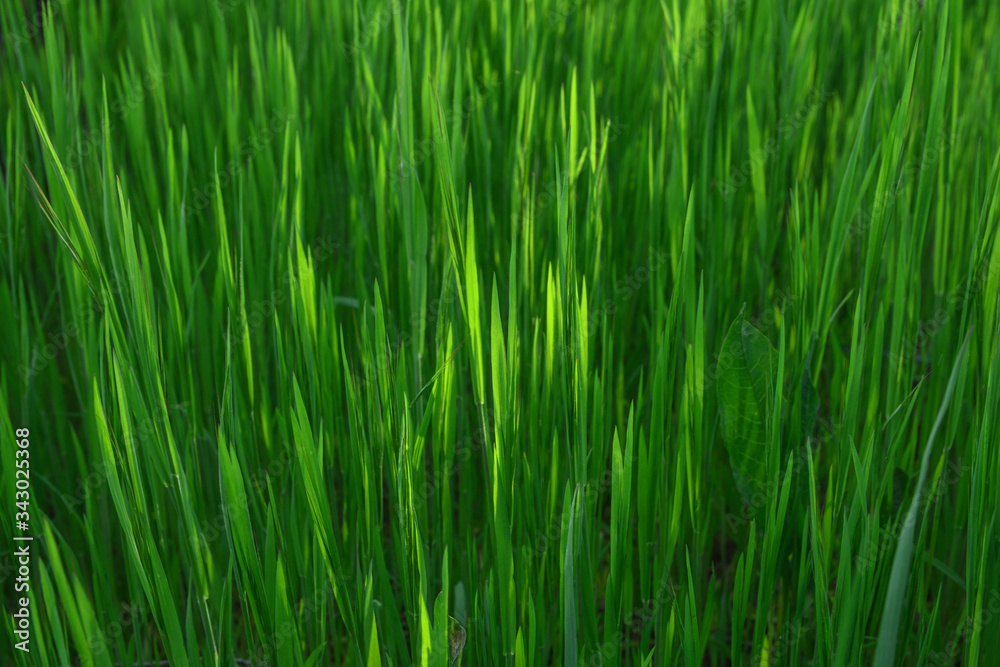 Grass. Fresh green spring grass with dew drops closeup. Sun. Soft Focus. Abstract Nature Background Grass. Fresh green spring grass with dew drops closeup. Sun. Soft Focus. Abstract Nature Background