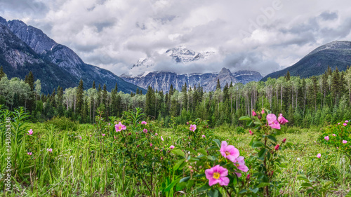panoramic view of the scenic Robson mount, pine forest and wild rose bushes in the summer, Canadian Rocky mountains, British Columbia, Canada – Версия 2 © Alena Charykova