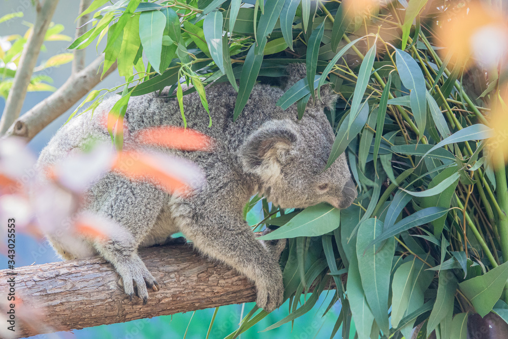 Obraz premium Zoo - Koala