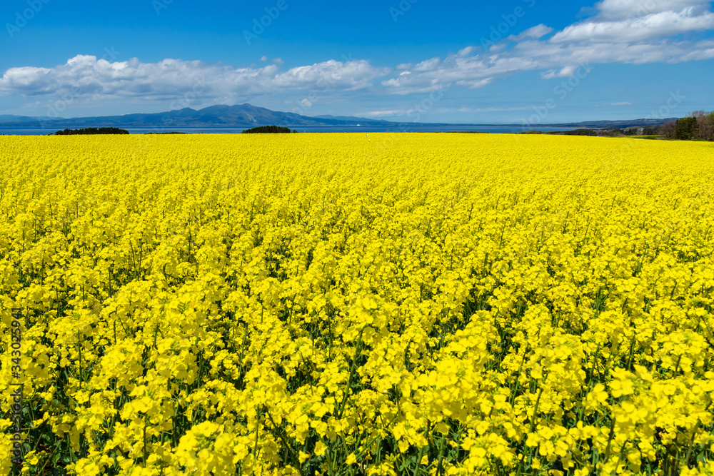 Obraz premium 【青森県横浜町】北国の春、下北半島では菜の花が満開