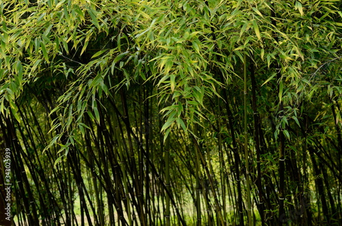 Bamboo forest background