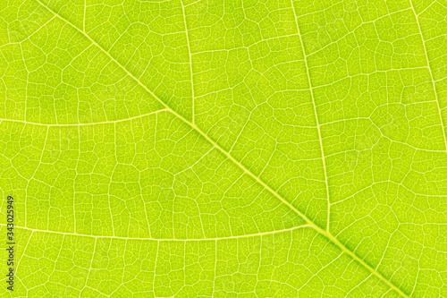 Leaf texture background for design with copy space for text or image. Leaf motifs that occurs natural.
