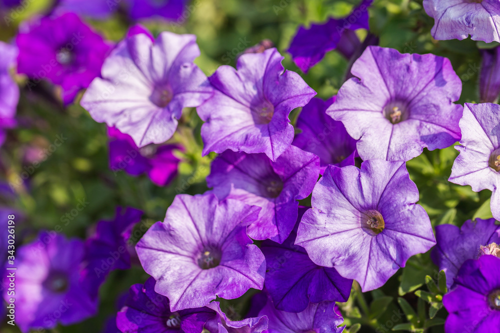 Petunia flower in garden at sunny summer or spring day for decoration and agriculture design. Purple petunia flower.