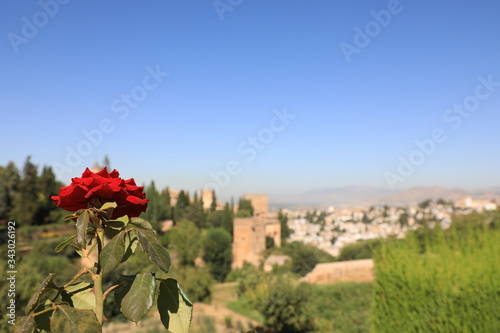 Fiore in primo piano con Alhambra sullo sfondo