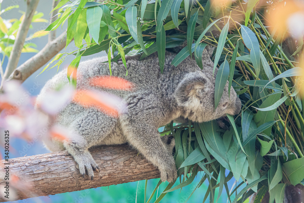 Fototapeta premium Zoo - Koala