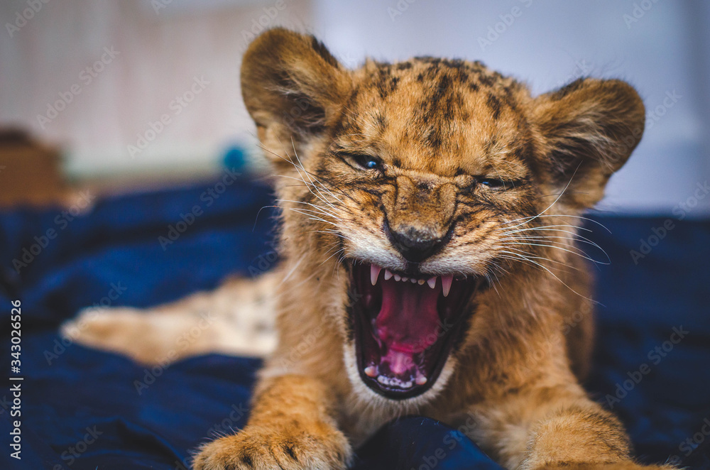 Obraz premium Photo of a small growling lion cub