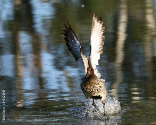 Canvas Print Australian Wood Duck takin off