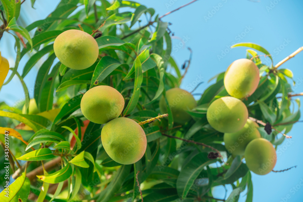 Green mangoes growing on tree. Juicy, organic MANGO fruit, on mango tree, with branches, green leaves and sky background. Fresh, healthy, succulent, sweet, tropical food. Australia 