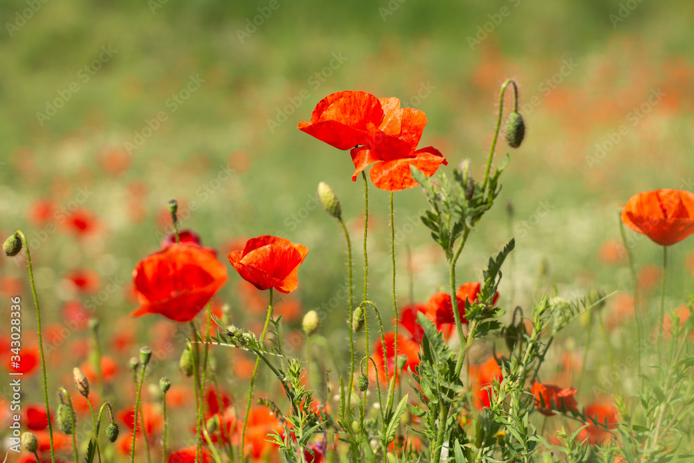Obraz field of red poppies