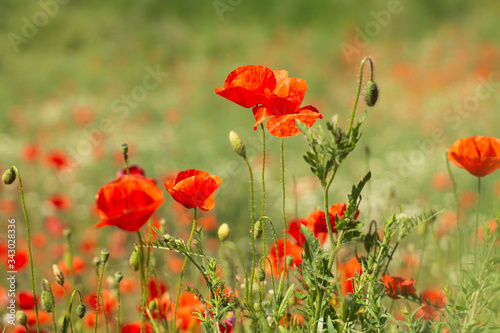 field of red poppies