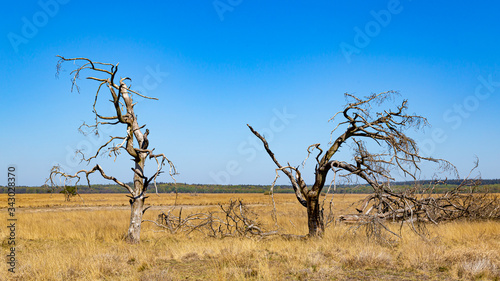 Dead trees in National Park De Hoge Veluwe The Netherlands as a result of global warming