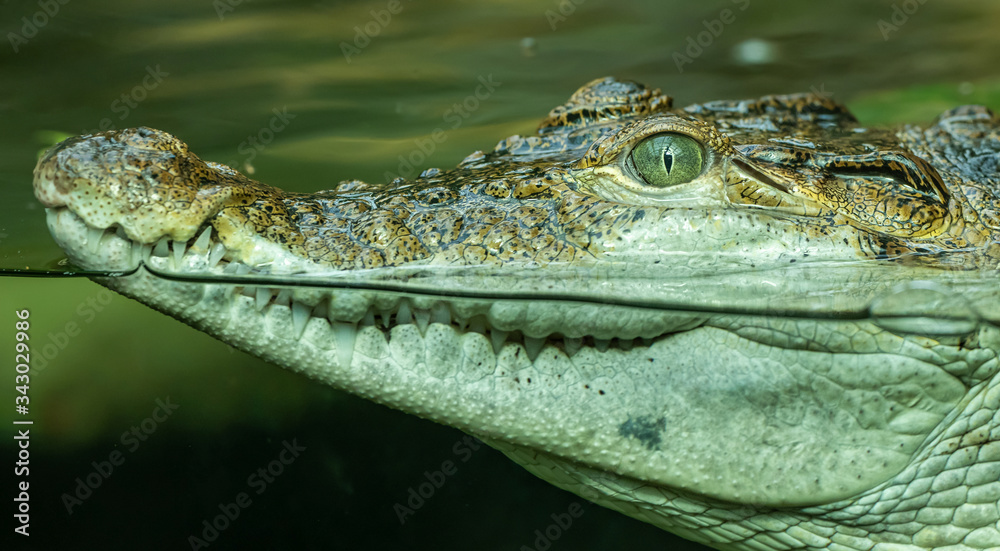 Fototapeta premium portrait of crocodile in the water through glass