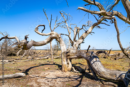 Dead trees in National Park De Hoge Veluwe The Netherlands as a result of global warming