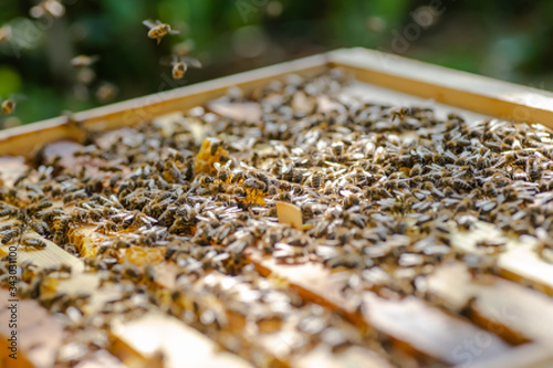 Frames of beehive. Close up view of opened hive body showing frames populated by honey bees. Nature, insects. Beekeeping,