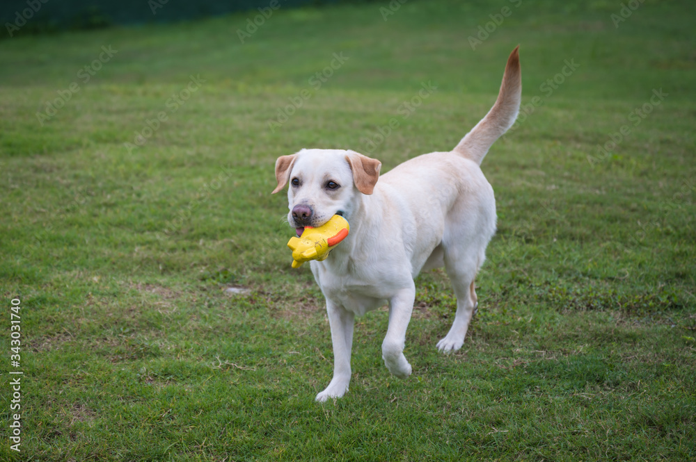 White Labrador playing in the park grass White Labrador playing in the park grass