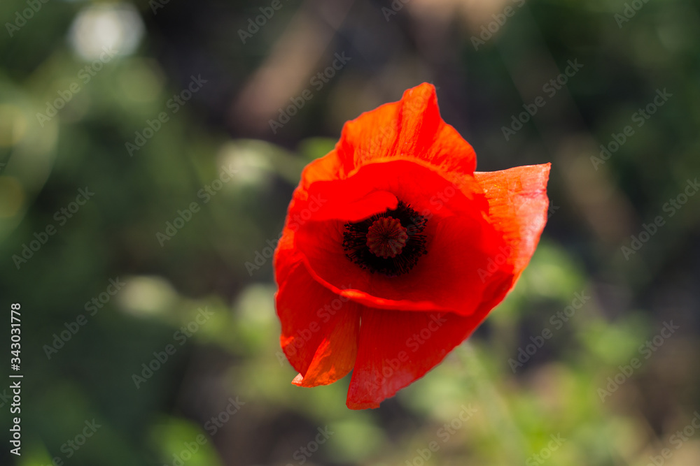 red poppy flower