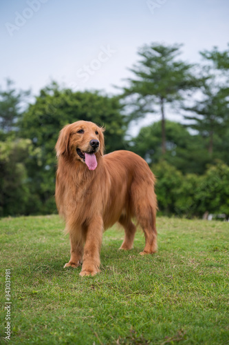 Golden retriever playing in the park grass