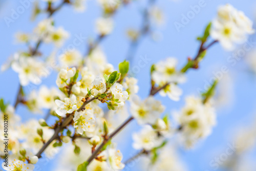 blooming spring tree against the blue sky . white cherry flowers are illuminated by the sun.