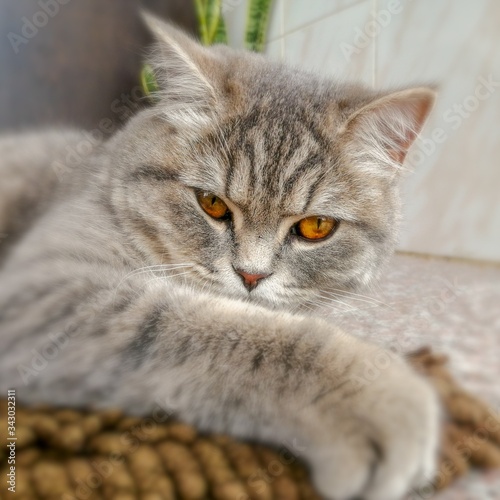 Foto Matilda the cat