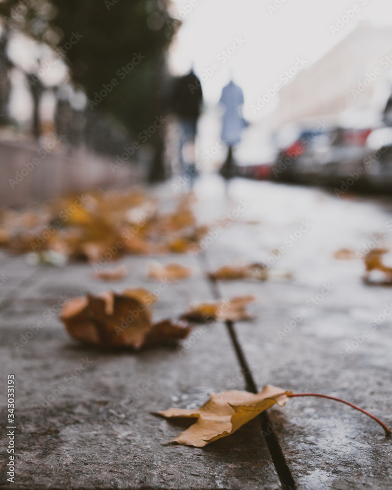 autumn leaves on the ground autumn leaves on the ground