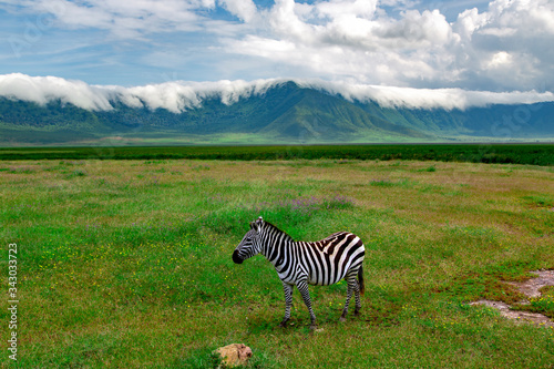 Lonely zebra grazes on lush meadows in Ngorongoro Crater Conservation Area  Tanzania. East Africa