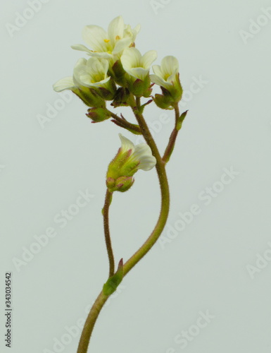 Isolated white wild flower thale cress, also known as mouse-ear cress, scientific name Arabidopsis thaliana photo