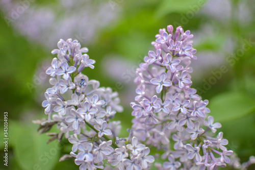 two brushes of fragrant lilac bloomed in the spring in may in the Park