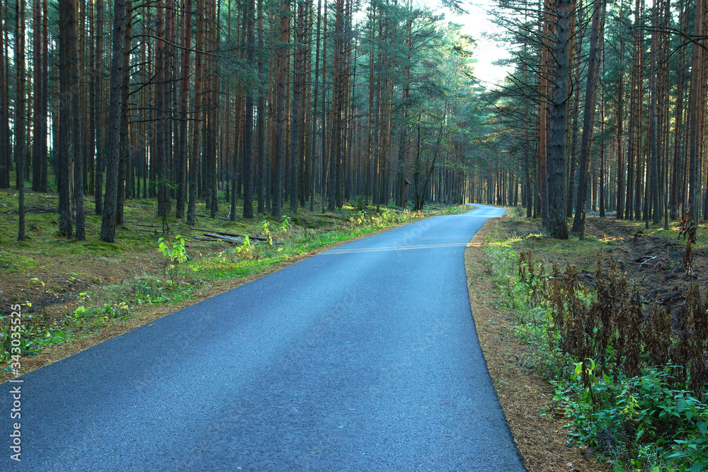 Pine forest on a summer day, asphalt bike path goes into the distance Pine forest on a summer day, asphalt bike path goes into the distance
