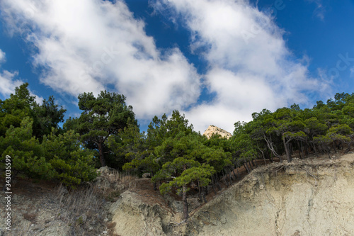 Crimean pine on the shore of the sea. Fig beach in Balaklava. View of pine trees and sky with clouds. Beautiful mountain landscape with pine trees.