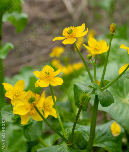 yellow buttercup flowers in spring