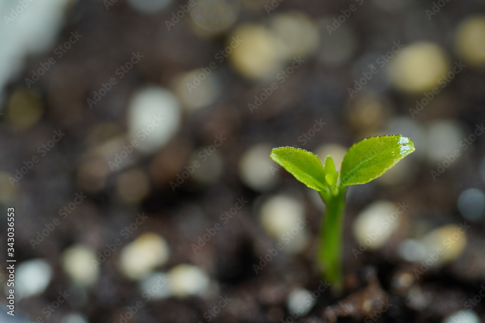 Green Lemon sprout growing from the ground Green Lemon sprout growing from the ground