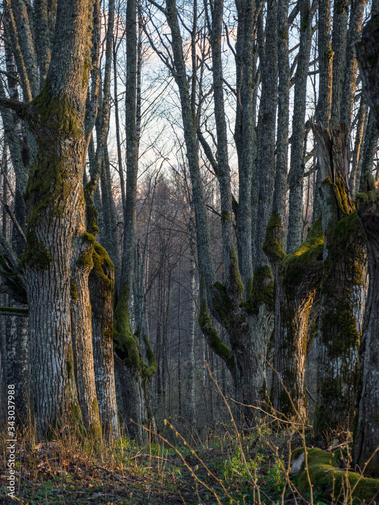 Φωτογραφία landscape with a beautiful wooden alley, the alley path has grown into the hall