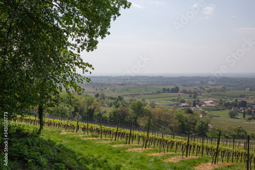 Vineyards Of Laufen, Muggaedt, Britzingen, Black Forest, Schwarzwald