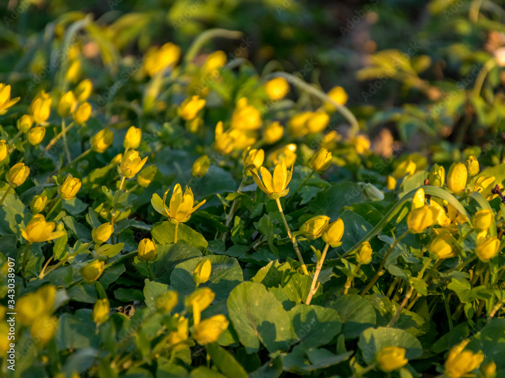 beautiful first spring yellow flowers in the manor park, close-up view