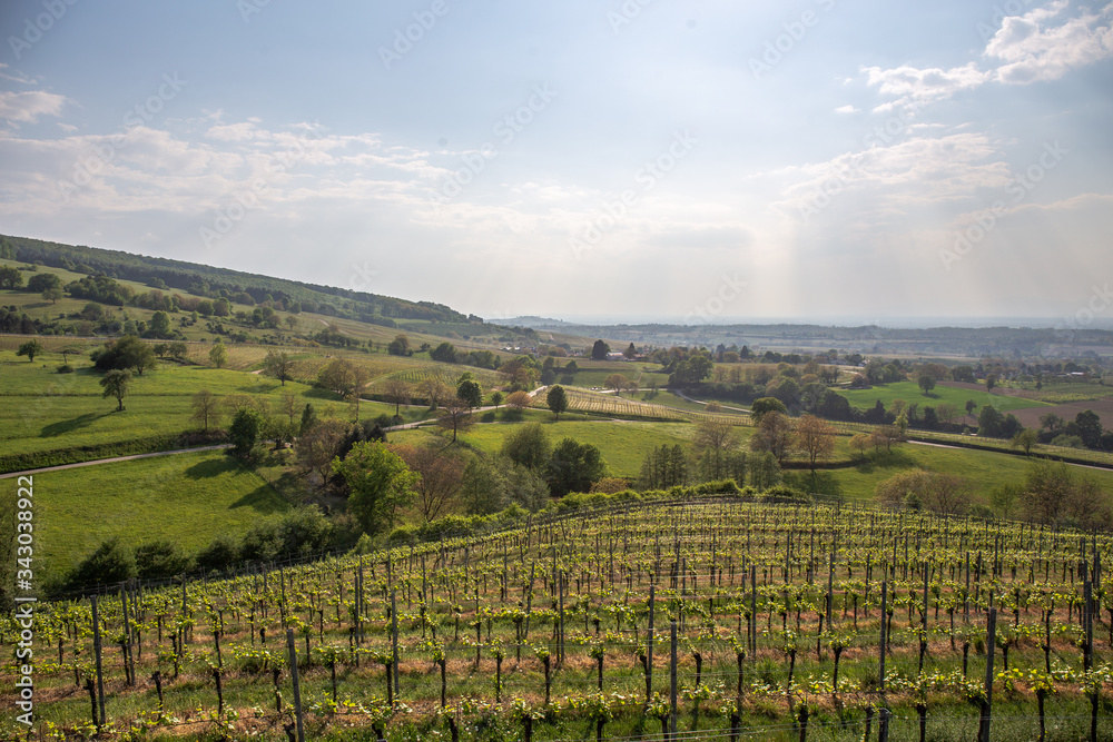 Vineyards Of Laufen, Muggaedt, Britzingen, Black Forest, Schwarzwald
