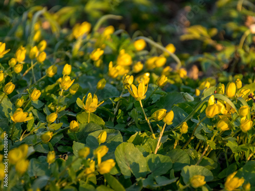 beautiful first spring yellow flowers in the manor park  close-up view
